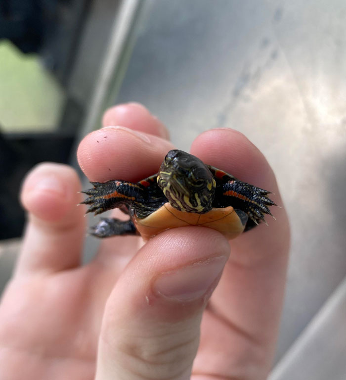 Baby Painted Turtle I Found