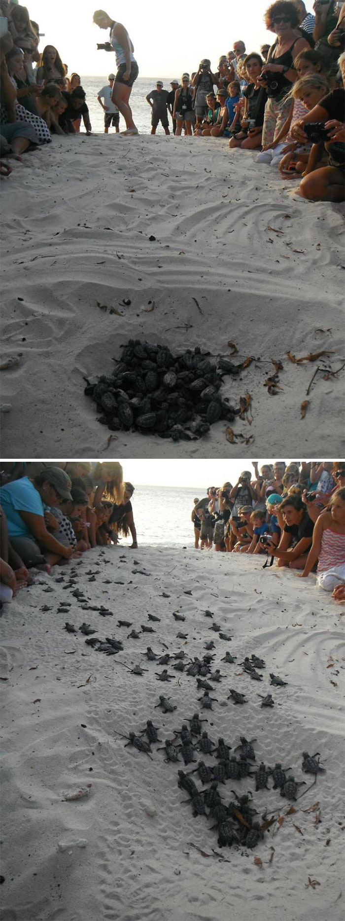 Volunteers Form A Human Wall To Guide Baby Turtles To The Sea
