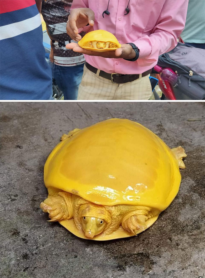 Extremely Rare Albino Turtle Was Found In India And It Looks Like A Slice Of Melted Cheese