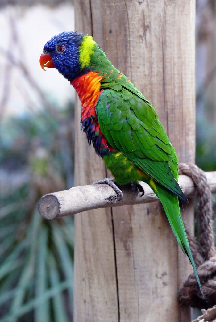 Colorful parrot perched on a wooden stick, showcasing vibrant feathers and natural bird details in close-up view.