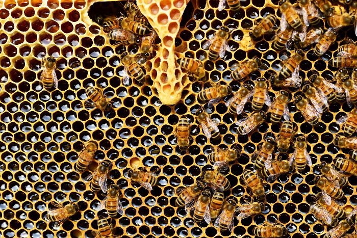 Close-up of bees working on honeycomb cells, illustrating the concept of reality TV’s fakery and its effects on people.