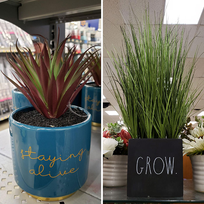 Plastic Plants That Are Unaware Of Their Own Limitations