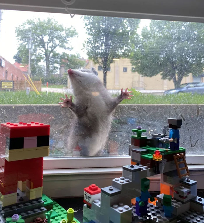 Possum pressed against glass, viewed from inside with colorful LEGO creations in the foreground.