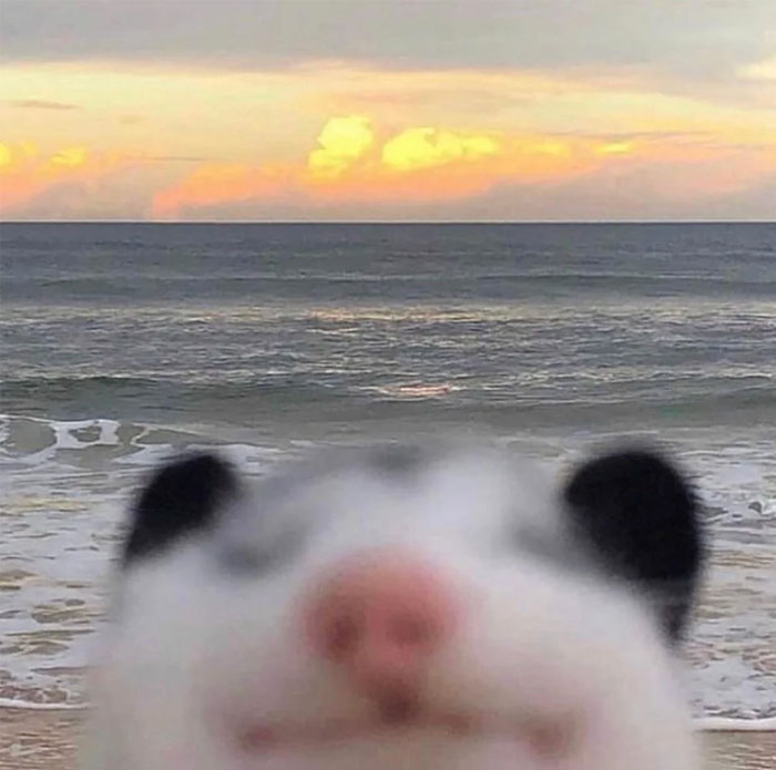 Blessed Possum