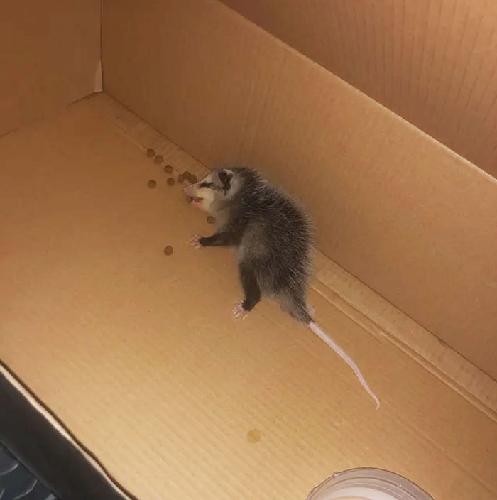 Baby opossum lying in a cardboard box, surrounded by scattered food pellets.
