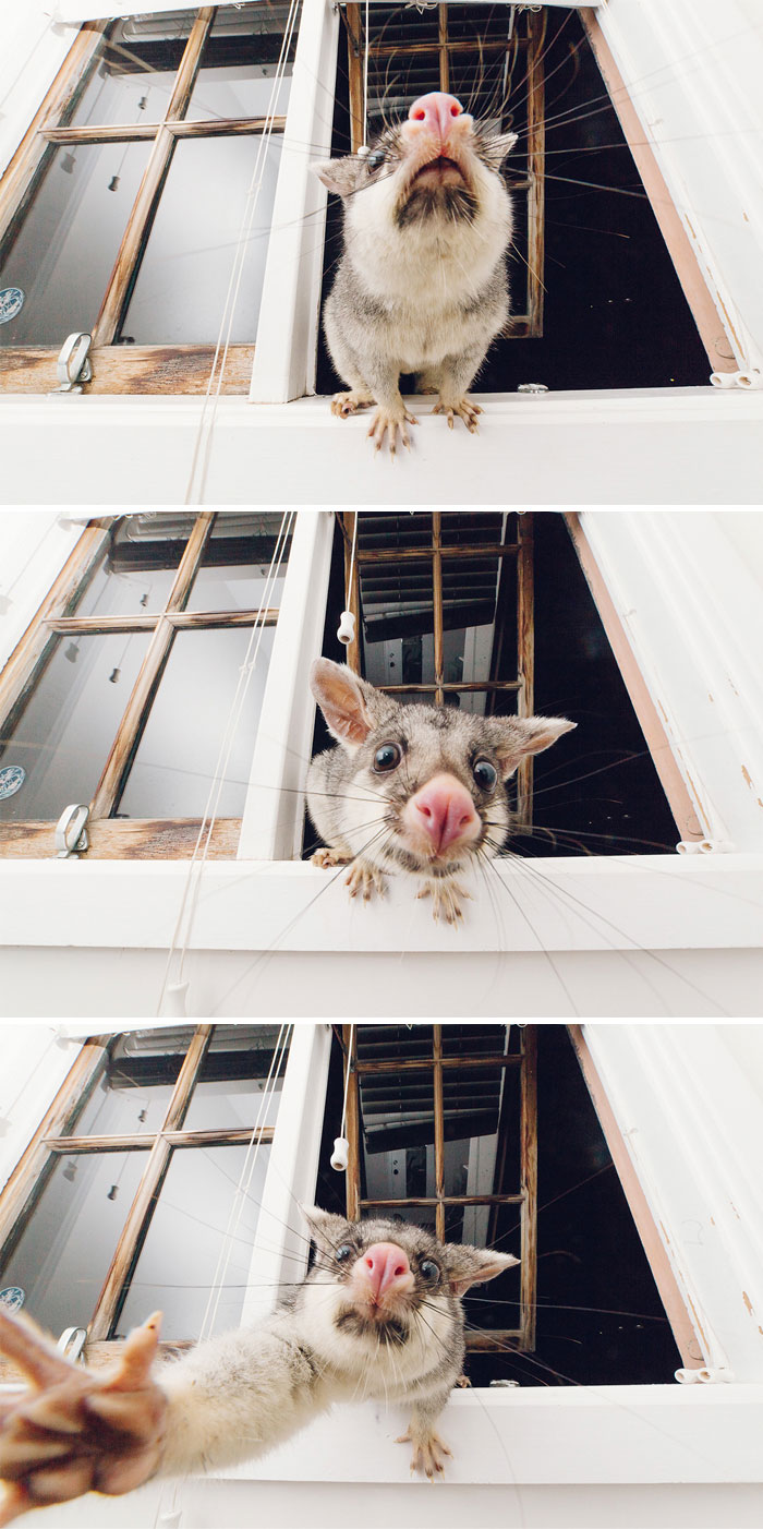 Possum peeking through a window in a playful and curious manner.