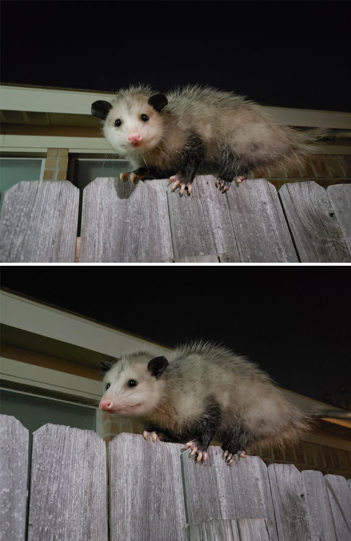 I Love My Little Tick Eating Machine