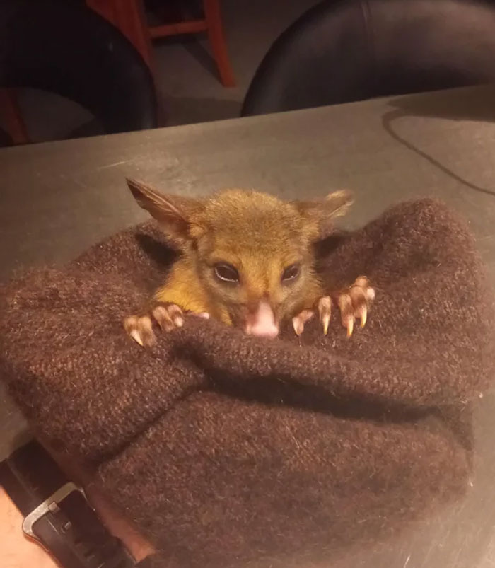 Only A Few Months Old Rescued Possum