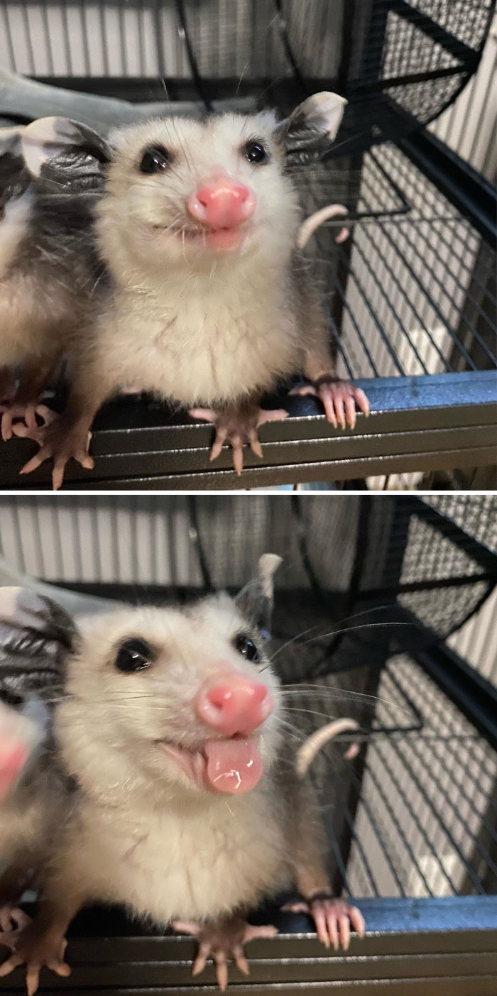 Adorable opossum making a silly face in a cage.