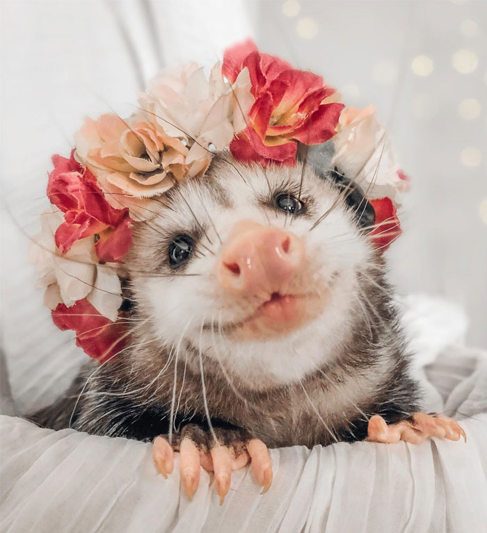 Possum wearing a colorful flower crown, looking adorable and happy with a soft background.