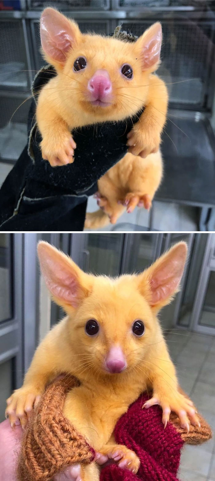 Cute possum with light fur being held, showing wide eyes and long ears.