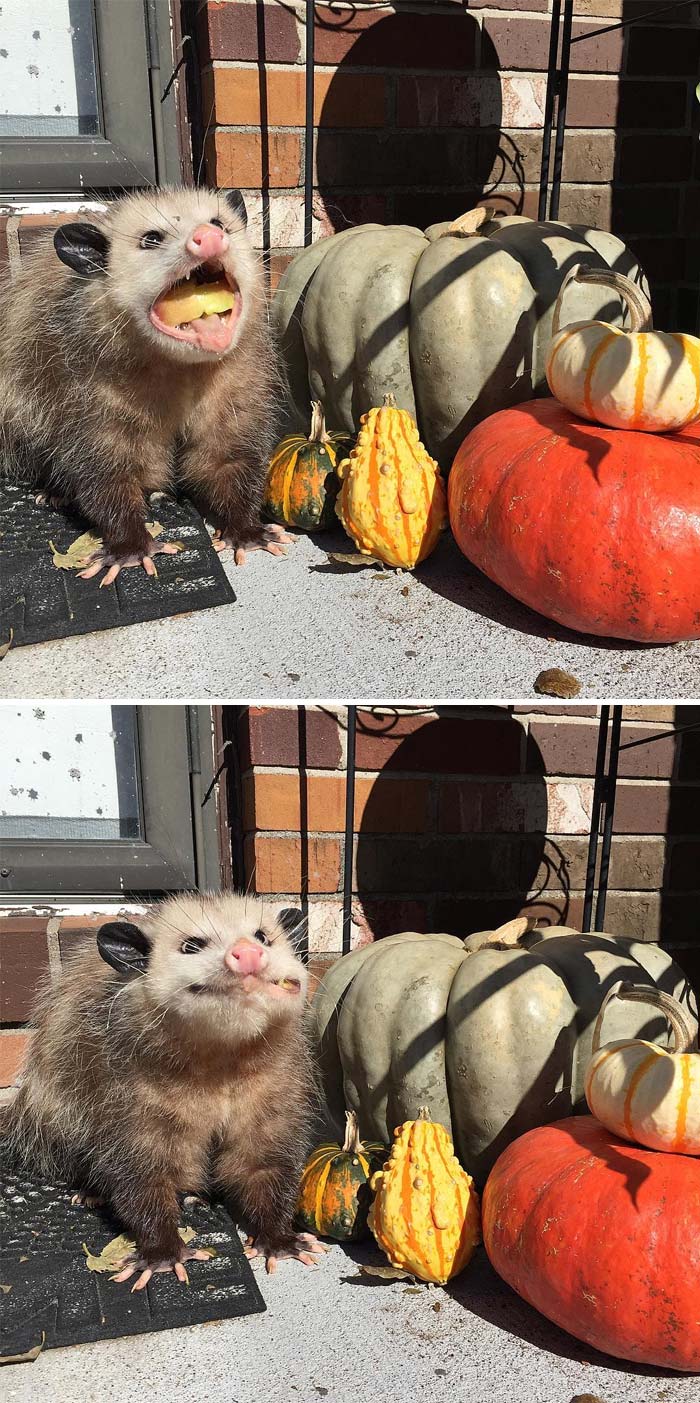 Possum eating an apple, posing adorably with pumpkins on a sunny porch.