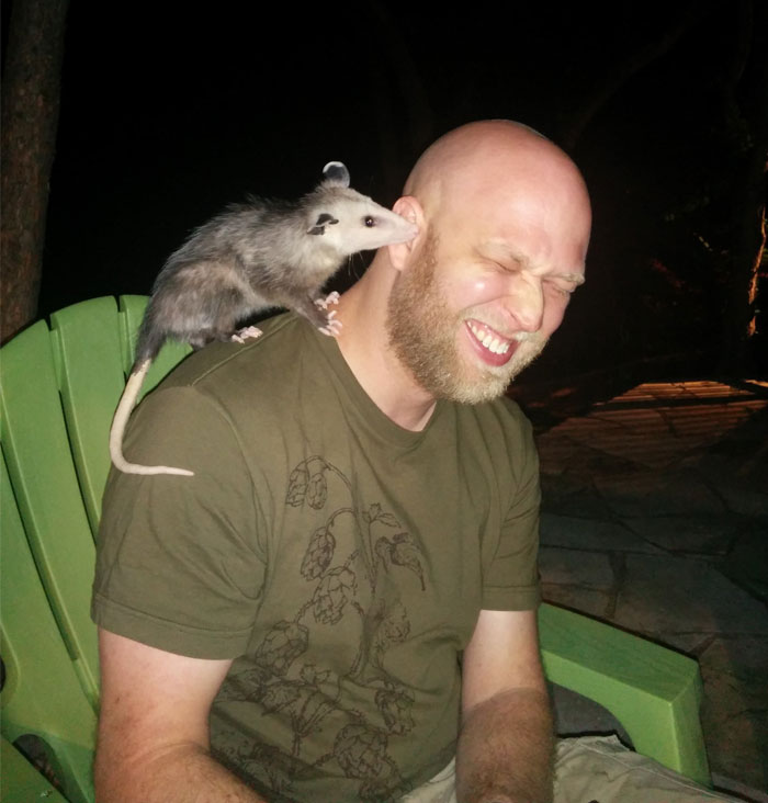 I Realize Some People Are Averse To Opossums Because They Can Be Mean And Nasty Creatures, But Take My Word For It, Smeagol Is A Really Cool Dude