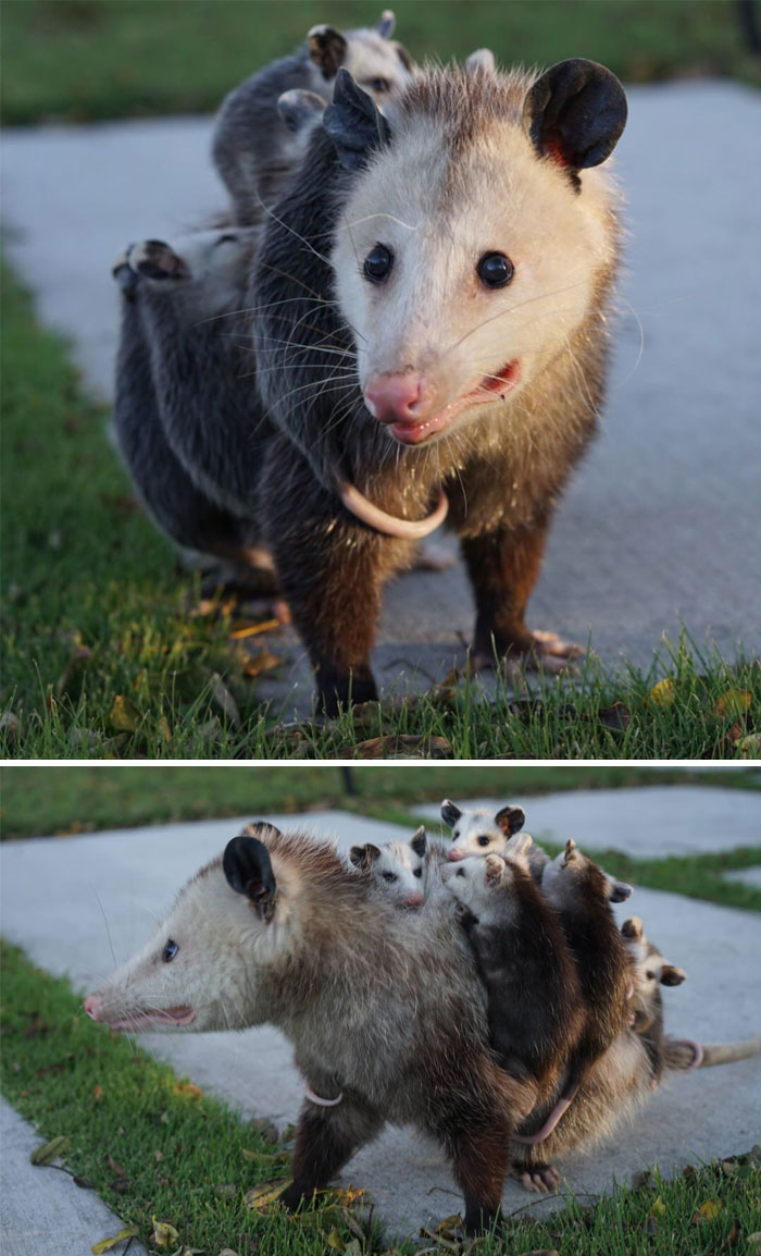 Possum with adorable babies on its back, standing on a grassy path, showcasing a cute and heartwarming scene.