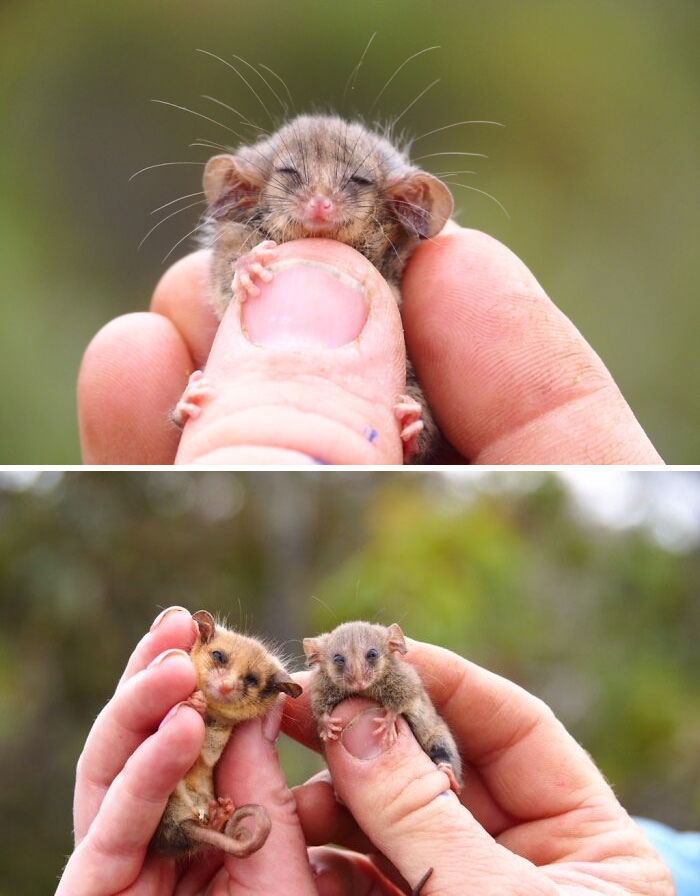 Adorable possums held gently in hands, showcasing their tiny and cute faces in a natural outdoor setting.