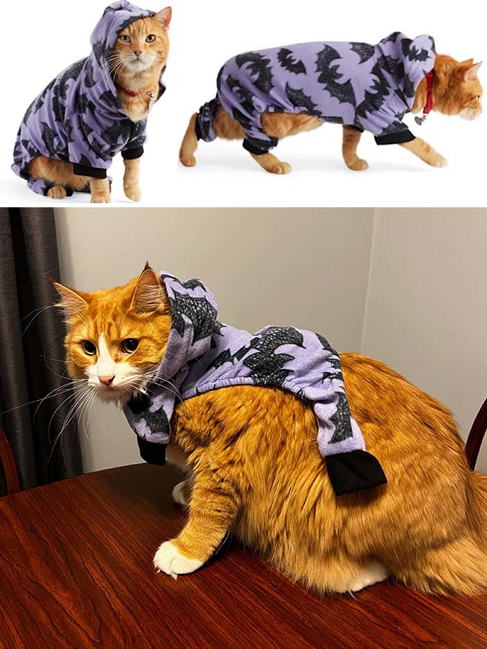 I May Have Underestimated The Size Of My Cat