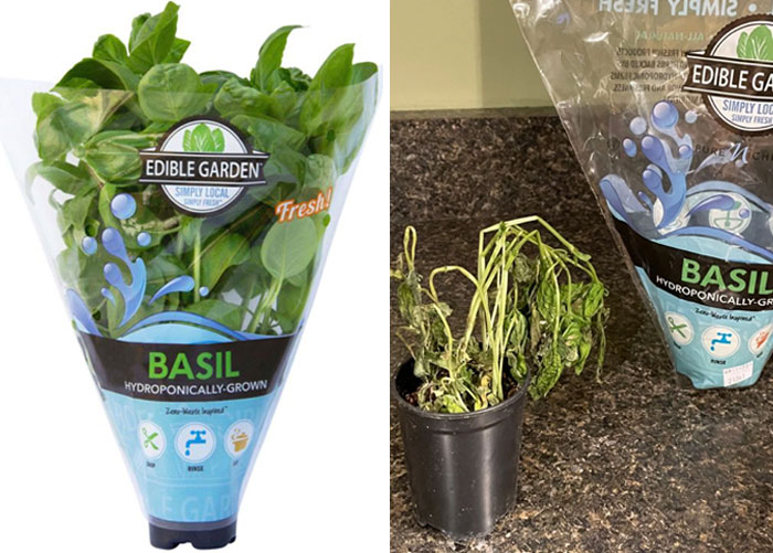 Decided To Try Using A Grocery Curbside Pick-Up. I Guess There Will Be No Bruschetta For Dinner