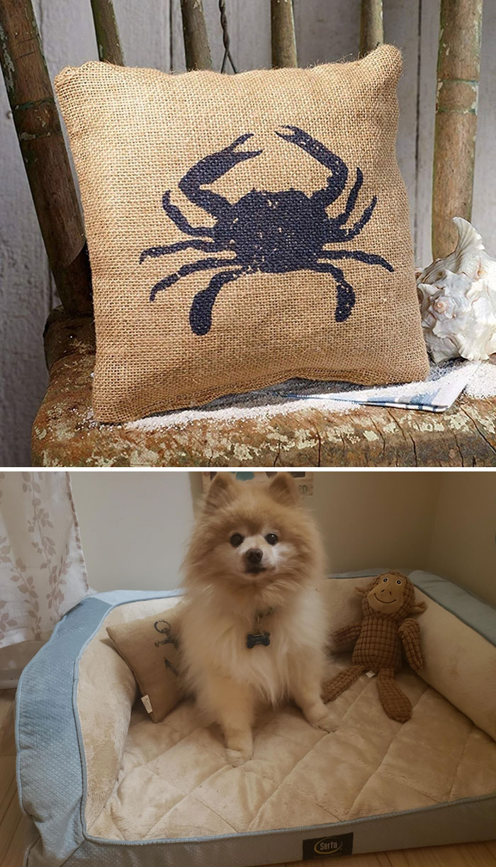 On A Chair vs. My 9 Lb Dog's Bed