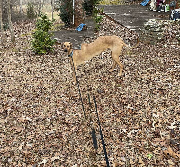 This Panorama Of My Dog