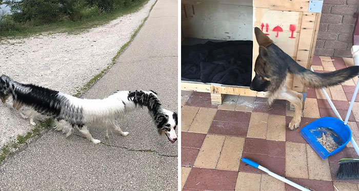 40 Funniest Animal Fails Caught When Taking Panoramas (New Pics)