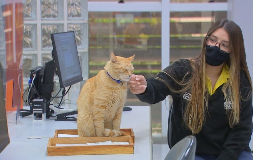 Cat Becomes An “Attendant” Of A 'Service Unit' And Even Has An Employee Badge Cat Becomes An “Attendant” Of A 'Service Unit' And Even Has An Employee Badge