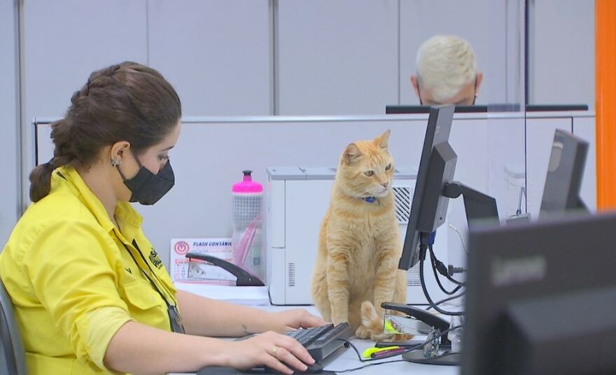 Cat Becomes An “Attendant” Of A 'Service Unit' And Even Has An Employee Badge Cat Becomes An “Attendant” Of A 'Service Unit' And Even Has An Employee Badge