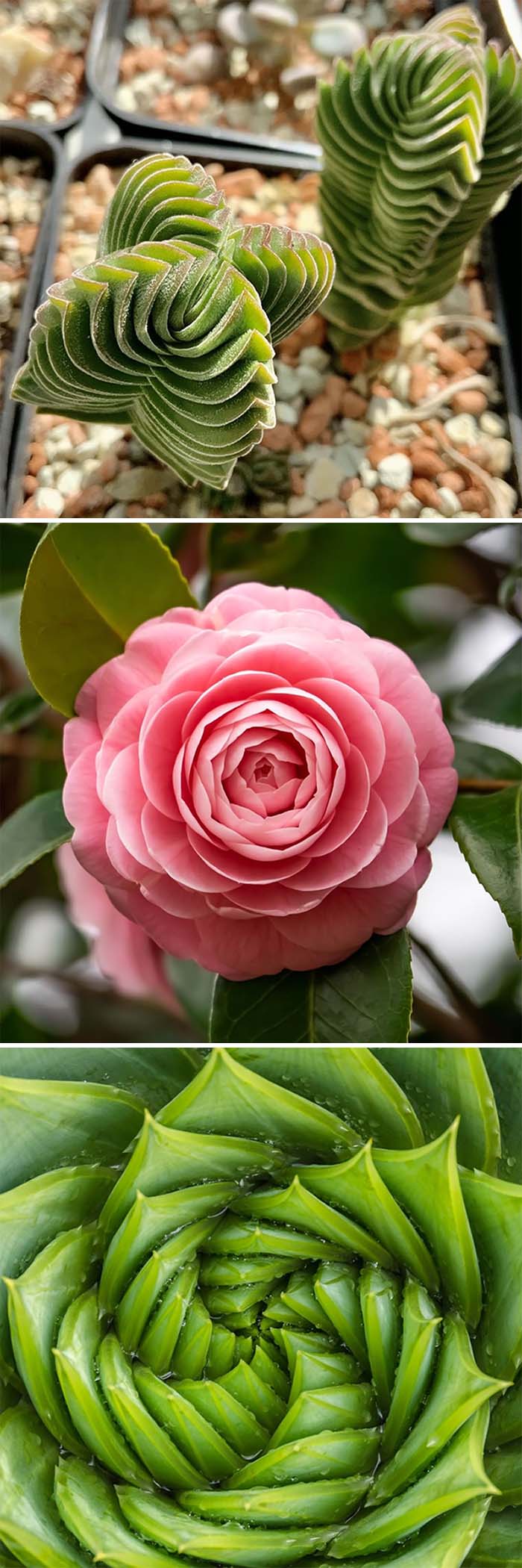 To The Untrained Eye, Plants May Appear To Grow Rather Impulsively, Popping Out Leaves At Random To Create One Big Green Jumble