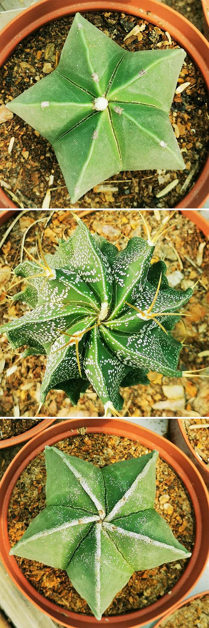 Astrophytum Is My Love. I Collect Them