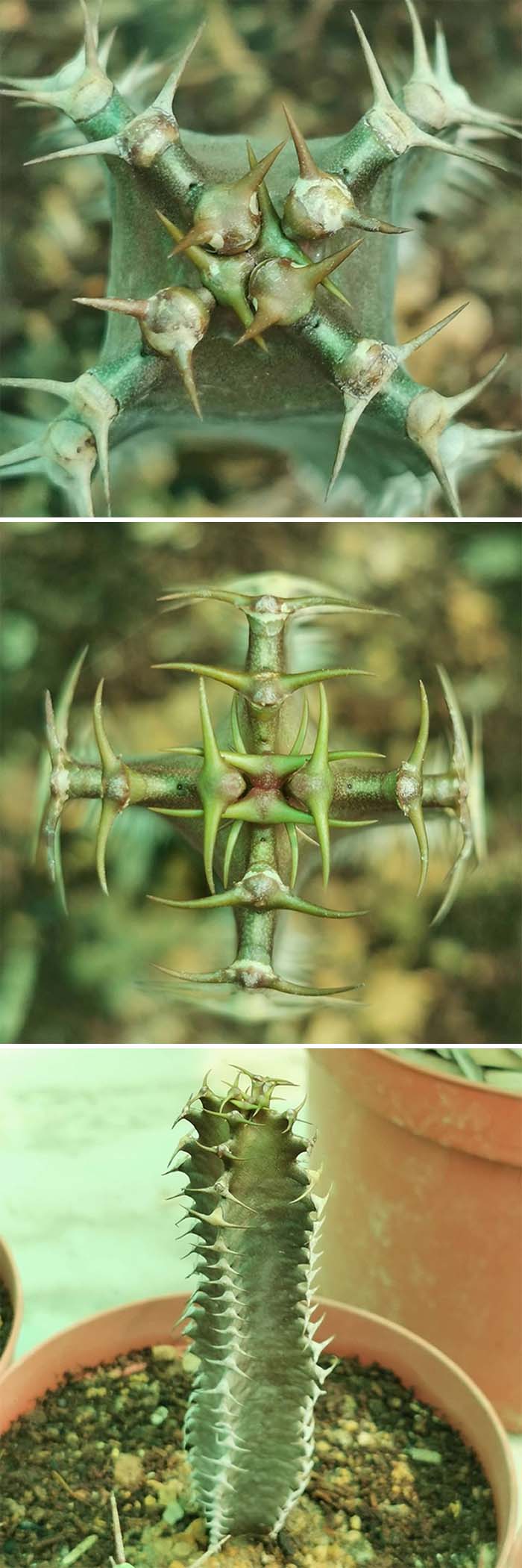 Euphorbia Canariensis, Dark Hue