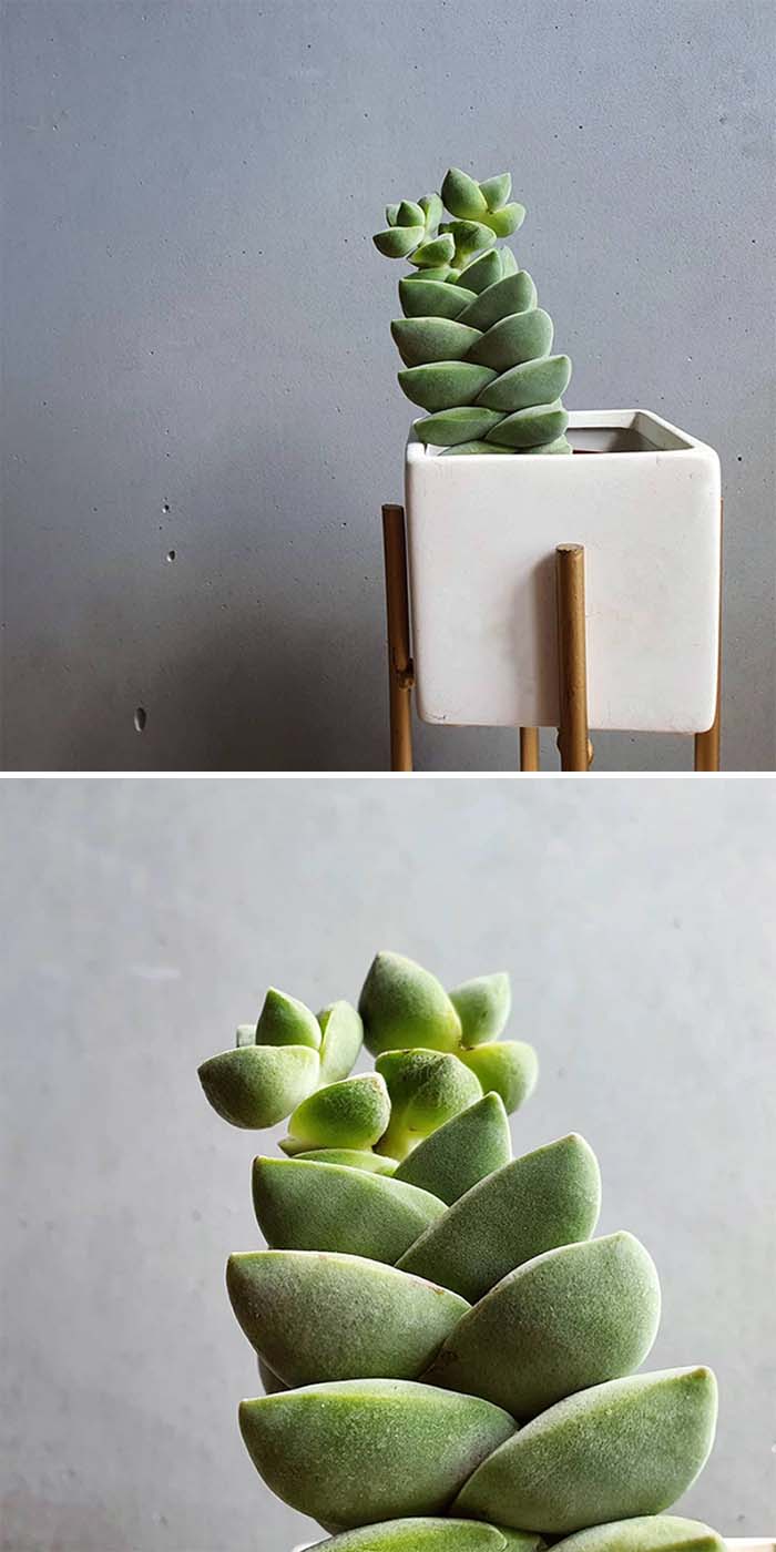 Another Weirdo To The Succulent Collection - Crassula "Moonglow" Creates A Beautiful Column