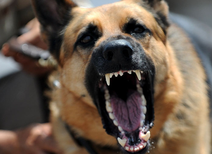 Being Attacked By A Dog