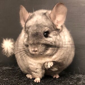 savannabenedetti avatar