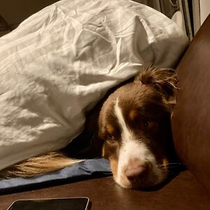 brechjegeutjes_1 avatar