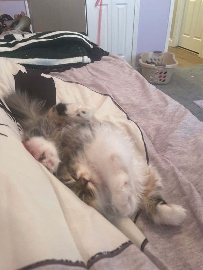 This Is Sweetpea And I’m Posting Some More Photos Of My Pets In A Second