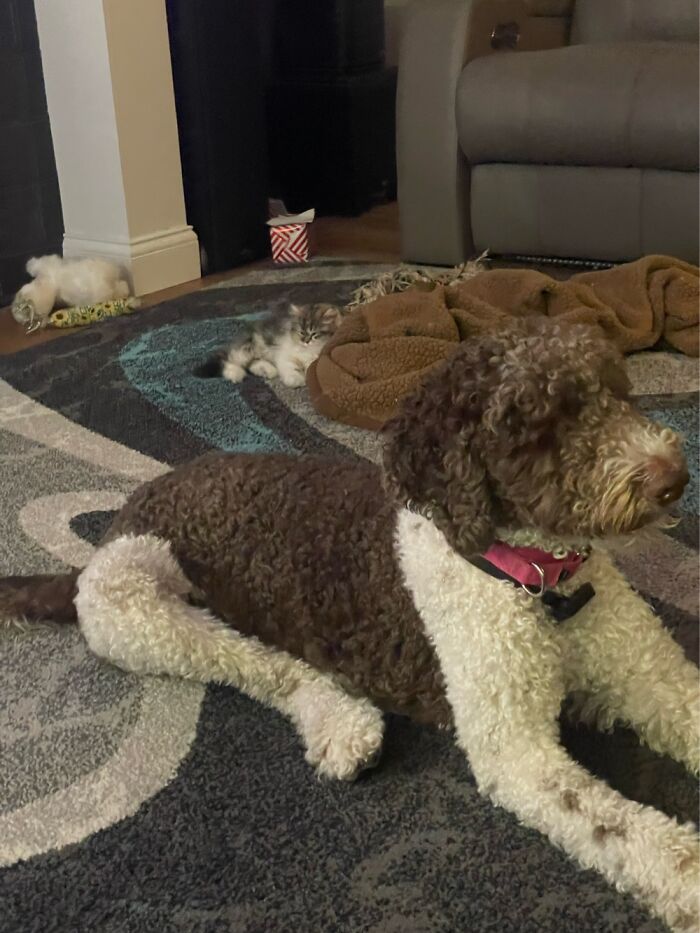 Zoey The Doggo With Sweetpea In The Background