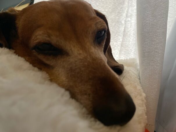 My Absolute Jerk Of A Dachshund- Buddy