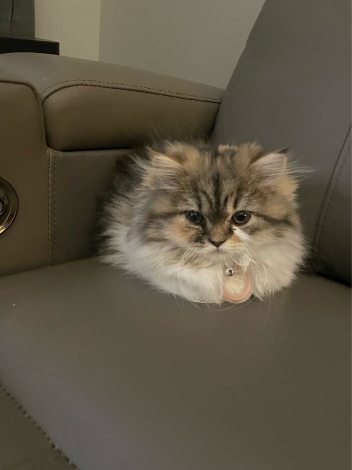 My Little Potato (Real Name Sweetpea)