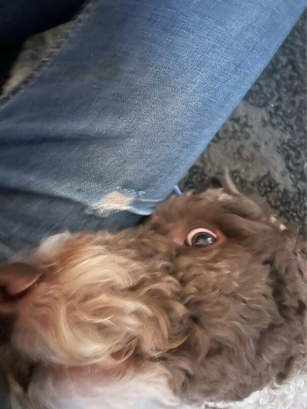 My Dog Looking At Me Like A Psychopath