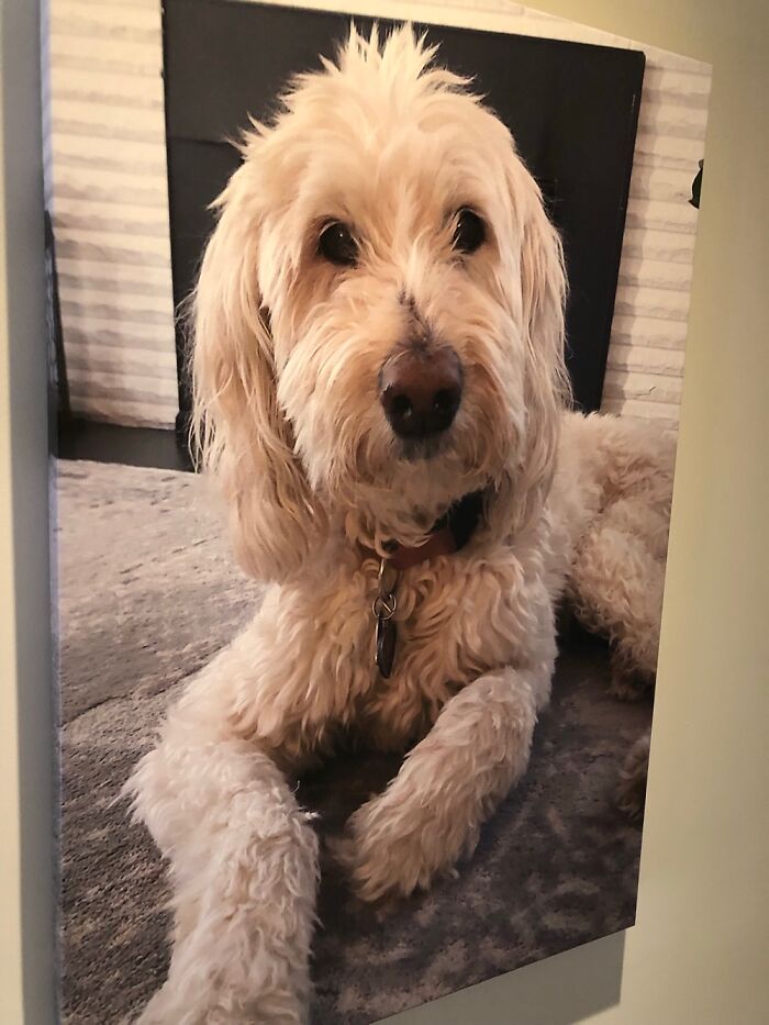 This Is My Late, Great Friend, Abby. She Left Huge Paw Prints On My Heart The Day She Passed.