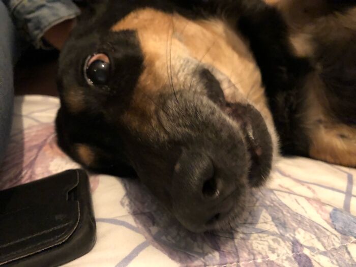 Getting Excited During A Petting And Belly-Rubbing Session On The Bed.