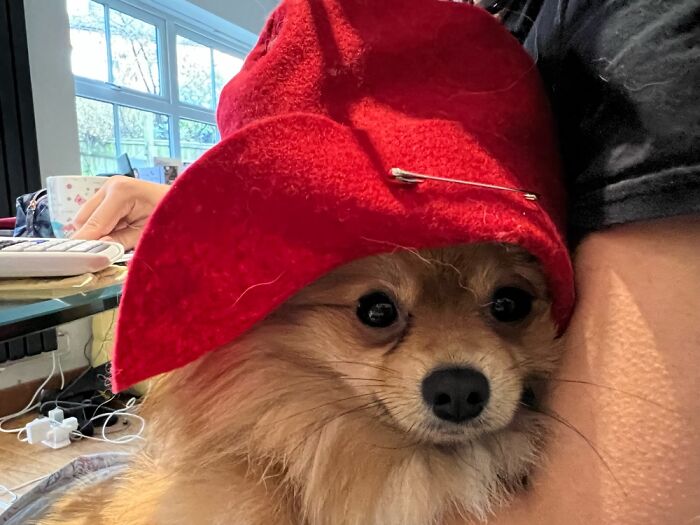 Rocket Wearing Her Paddington Hat While I Do My Homework