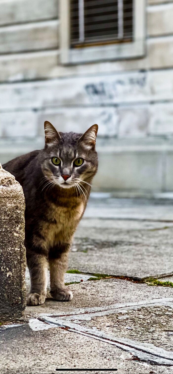 I’ve Never Been So Concerned In All My Life. #catproblems