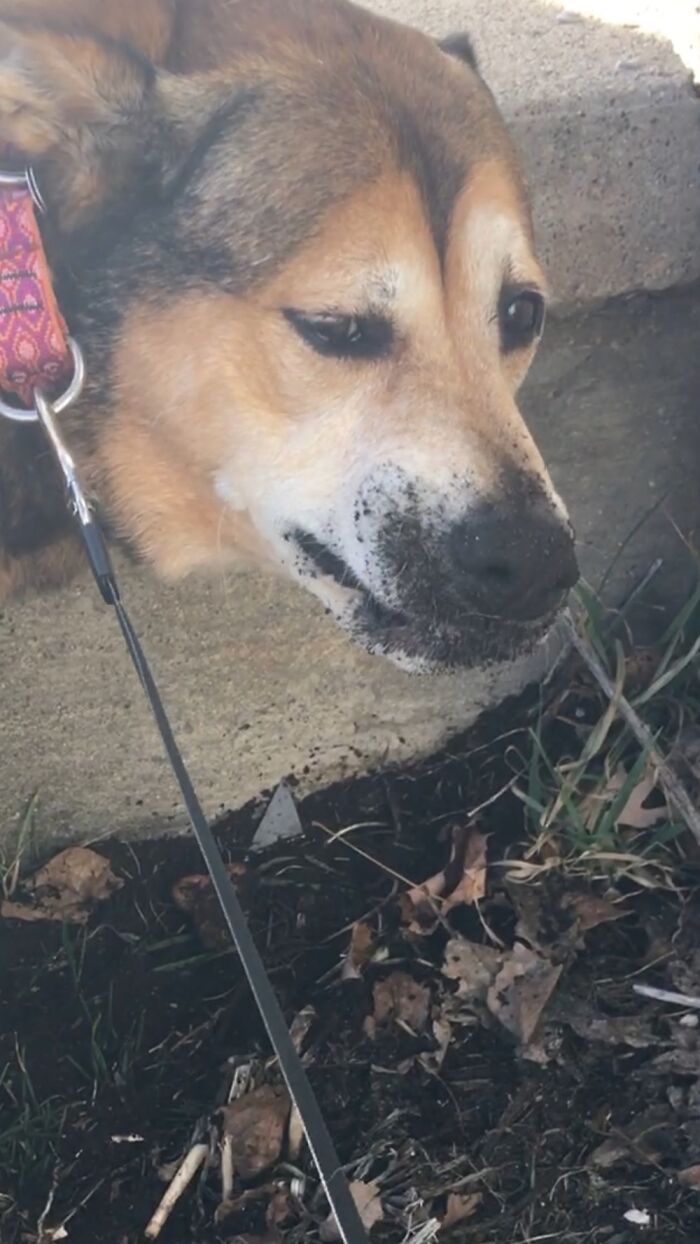 This Is My Face After Doing Some Quick Cookie Burial.
