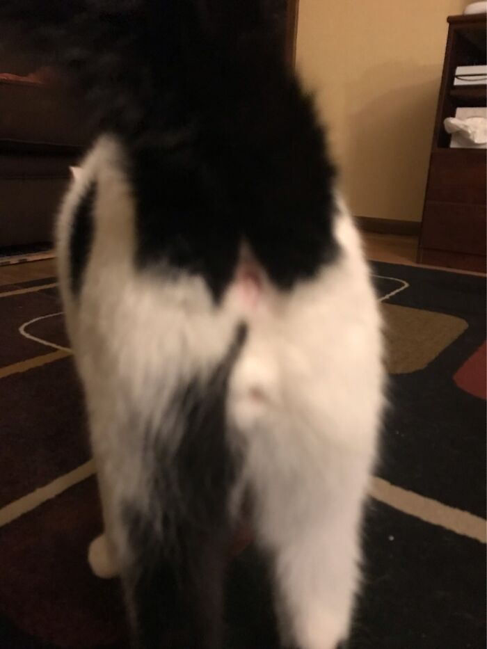 He’s Normally Very Cute (From The Front)