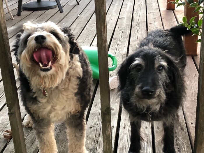 This Is Almost The Best Picture Of These Two Delinquents.