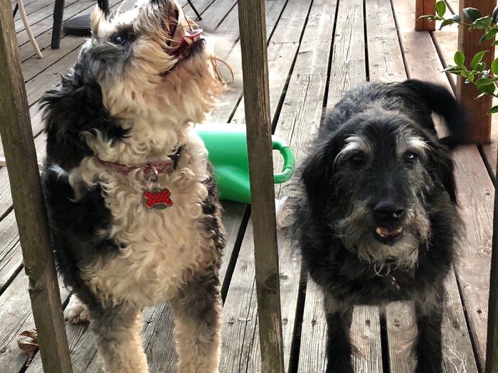 This Is Their Worst Picture. And After Bribing Them With Cookies.