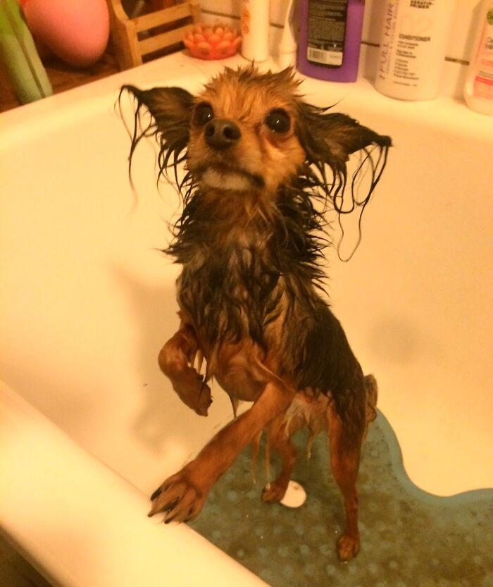 Leo Does Not Like To Take A Bath