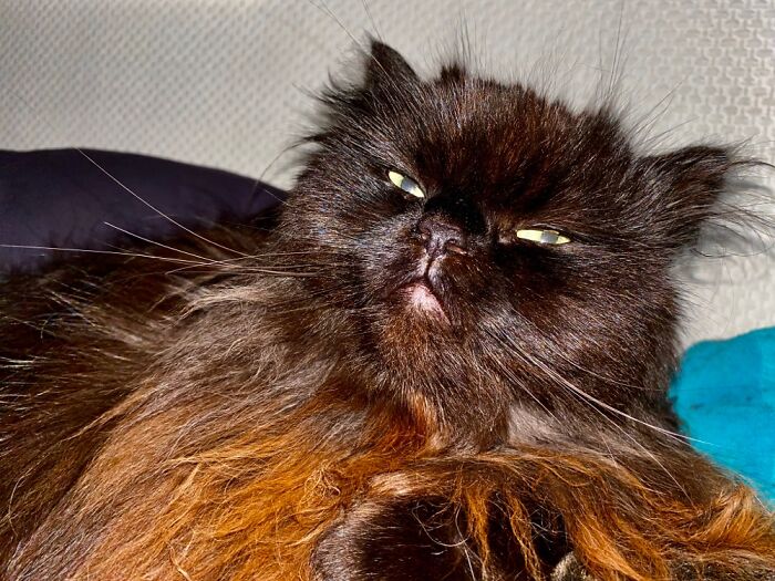 Purrcy: “Let Me Sleep, Human!”