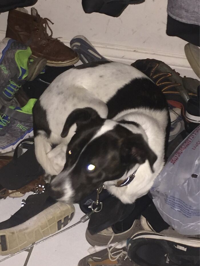 Demon Dog. Keeper Of Shoes.
