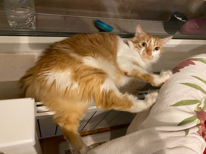 He Loves To Lie Down In Uncomfortable Positions